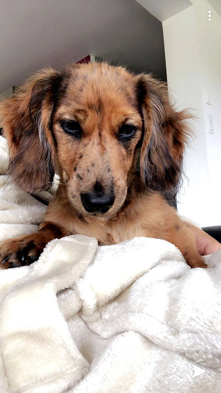 Oly participe au concours pour gagner de l'argent avec cette photo : canidae, carnivore, companion_dog, dog, dog_breed, fur, kooikerhondje, mammal, puppy, puppy_love, rare_breed_dog, setter, small_greek_domestic_dog, snout, sporting_group, vertebrate, whiskers