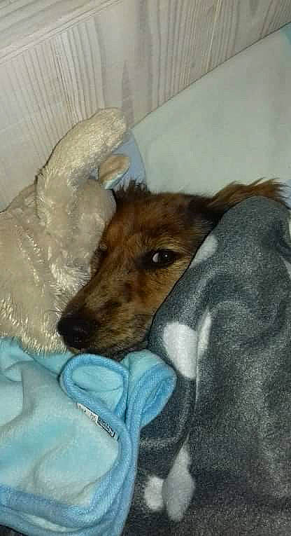 Oly a rejoint le concours — aidez-le/la à gagner de superbes lots ! canidae, carnivore, companion_dog, dog, dog_breed, ear, fawn, fox_terrier, hortaya_borzaya, lurcher, mammal, potcake_dog, smooth_collie, smooth_fox_terrier, snout, street_dog