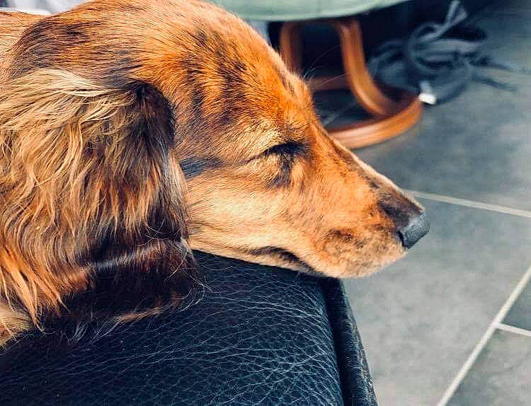 Oly a rejoint le concours — aidez-le/la à gagner de superbes lots ! canidae, carnivore, companion_dog, dog, dog_breed, ear, fur, irish_setter, nose, snout, sporting_group, whiskers