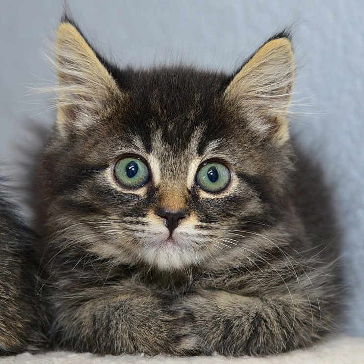 Bonnie joined the competition — help win amazing prizes! adorable, animal, cat, closeup, cute, ears, eyes, feline, fluffy, fur, indoor, kitten, looking, pet, portrait, resting, soft, tabby, whiskers, young