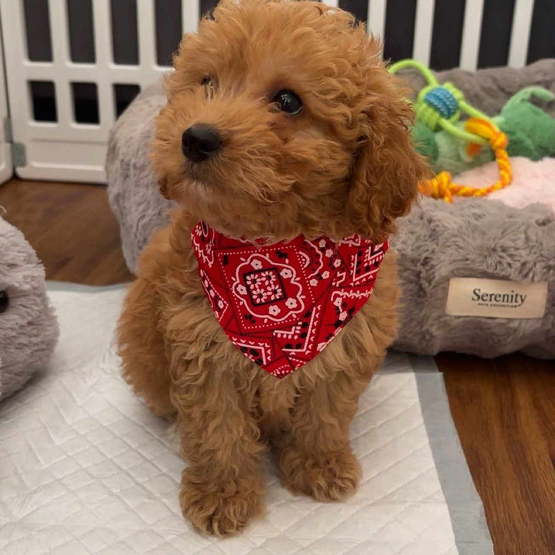 Peanut is registered to the contest to win money with this photo: animal, brown_fur, canine, cozy, curly_fur, cute, dog, domestic_animal, flooring, indoor, pet_accessory, pet_bed, playful, puppy, red_bandana, resting_place, small_dog, soft_texture, toy, white_pad