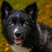 Athéna participe au concours pour gagner de l'argent avec cette photo : dog, puppy, black_fur, white_fur, blue_eyes, smiling, outdoor, nature, autumn, leafy_background, closeup, animal, pet, fur, cute, happy, ears, tongue, muzzle, portrait