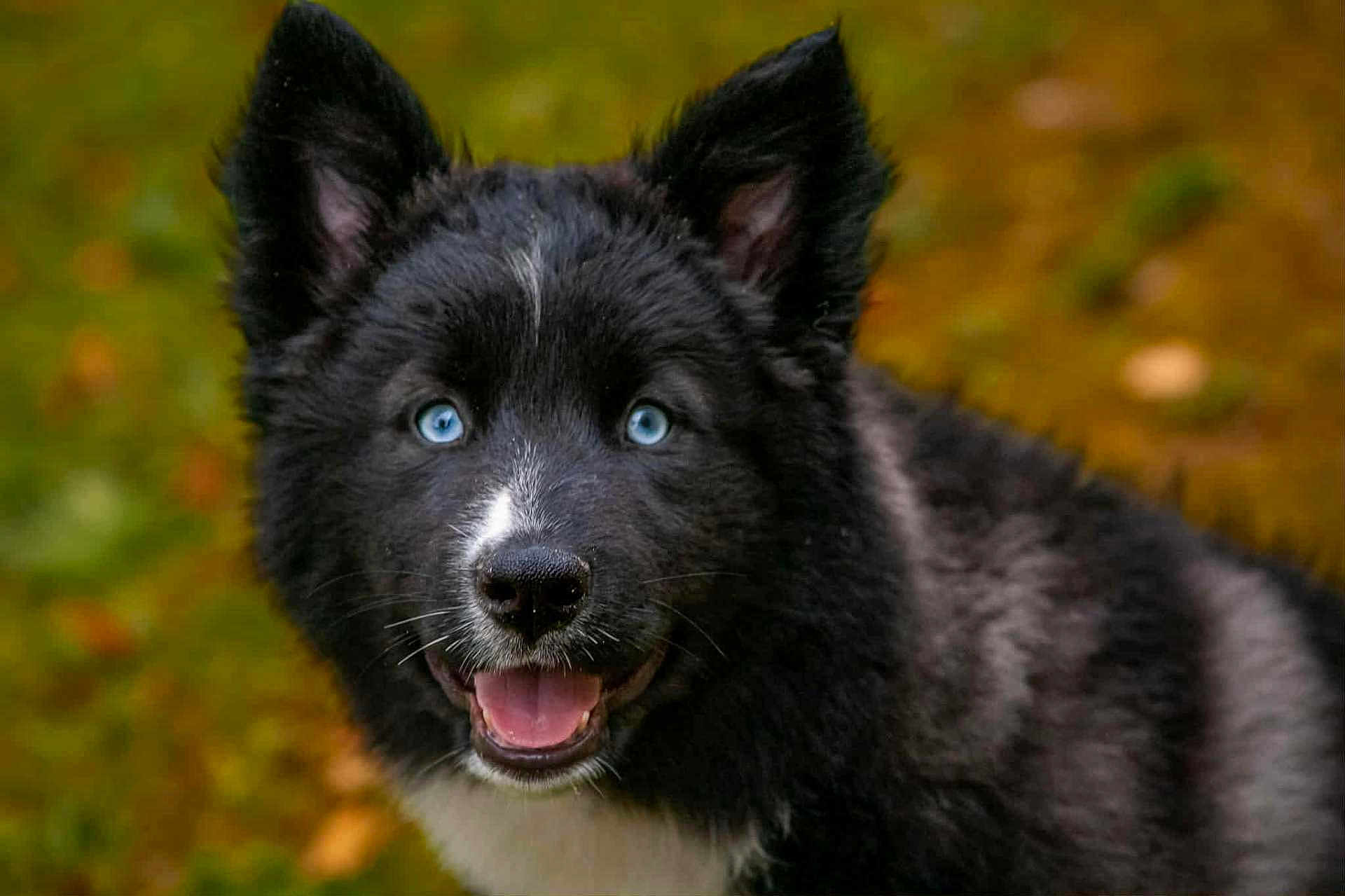 Athéna participe au concours pour gagner de l'argent avec cette photo : dog, puppy, black_fur, white_fur, blue_eyes, smiling, outdoor, nature, autumn, leafy_background, closeup, animal, pet, fur, cute, happy, ears, tongue, muzzle, portrait