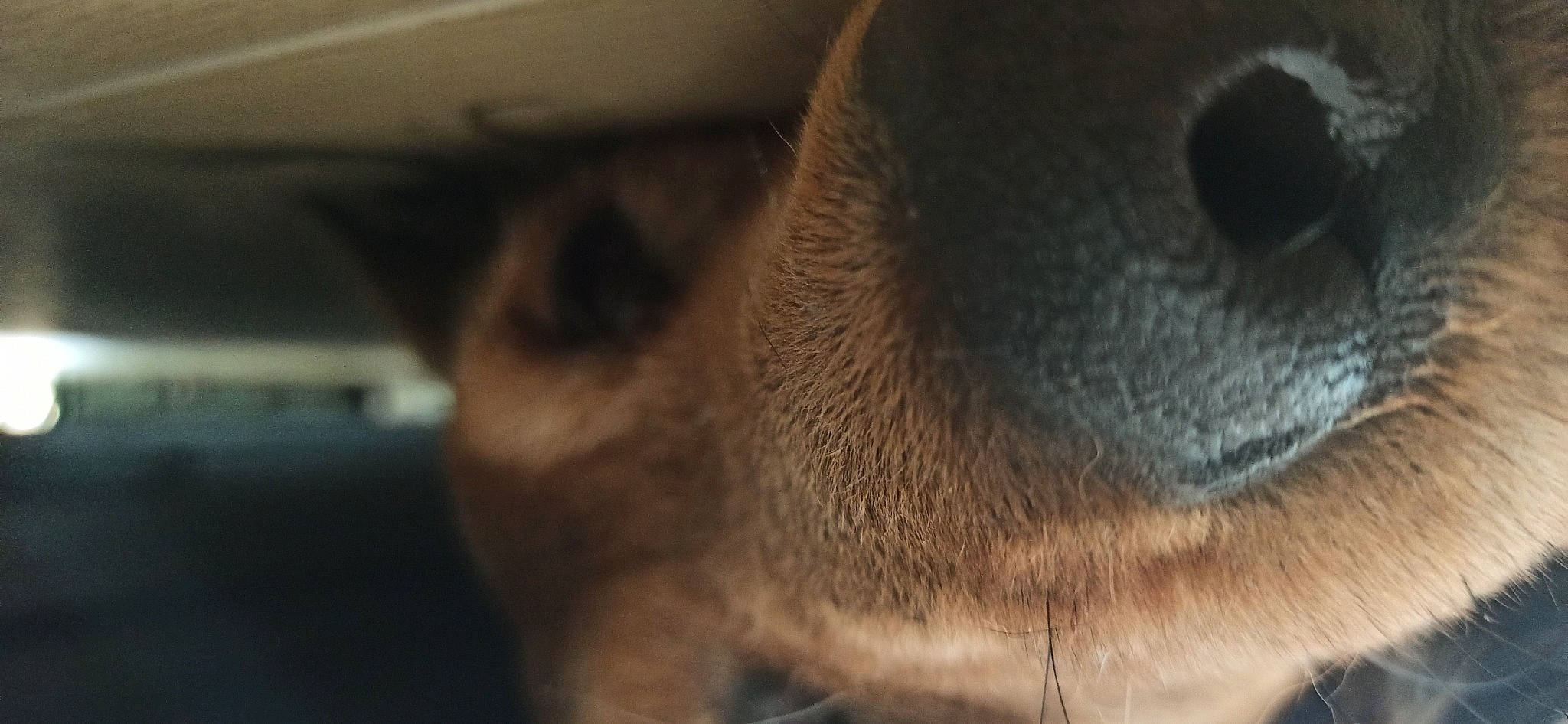 Lulu Vroumette a rejoint le concours — aidez-le/la à gagner de superbes lots ! carnivore, cat, domestic_short_haired_cat, ear, eyelash, fawn, felidae, fur, nose, paw, small_to_medium_sized_cats, snout, tail, terrestrial_animal, whiskers, wildlife