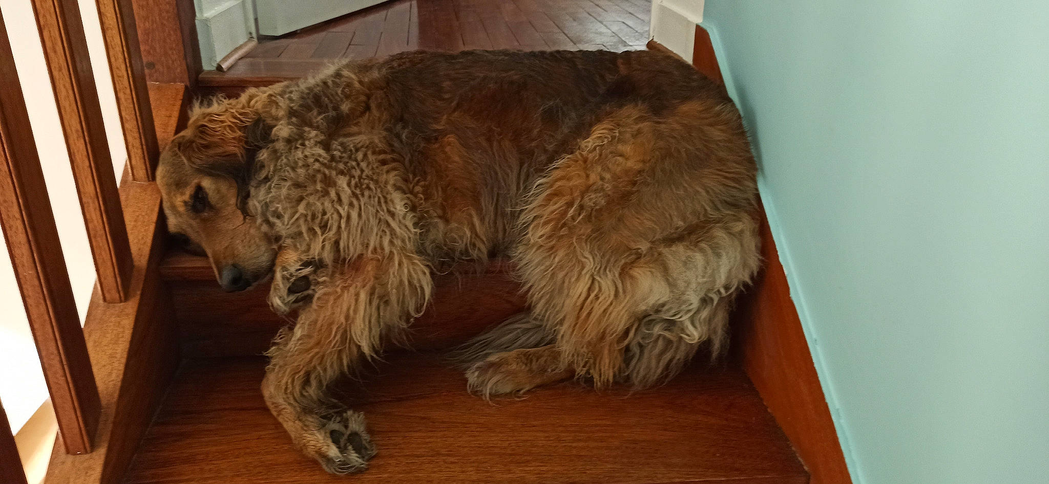 Lulu Vroumette participe au concours pour gagner de l'argent avec cette photo : canidae, carnivore, claw, companion_dog, dog, dog_breed, door_mat, fawn, flooring, fur, hardwood, liver, snout, sporting_group, tail, terrestrial_animal, terrier, wood, wood_stain, working_animal