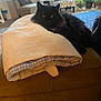 Spotty joined the competition — help win amazing prizes! animal, bed, blackcat, blanket, canine, cat, chair, couch, cushion, dog, furniture, hardwood, homedecor, indoors, kitten, manx, pet, plant, pottedplant, wood