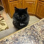 Spotty is registered to the contest to win money with this photo: animal, blackcat, cabinet, cat, closet, cupboard, drawer, furniture, hardwood, indoors, interiordesign, kitten, manx, pet, plywood, shelf, sideboard, slate, stainedwood, wood