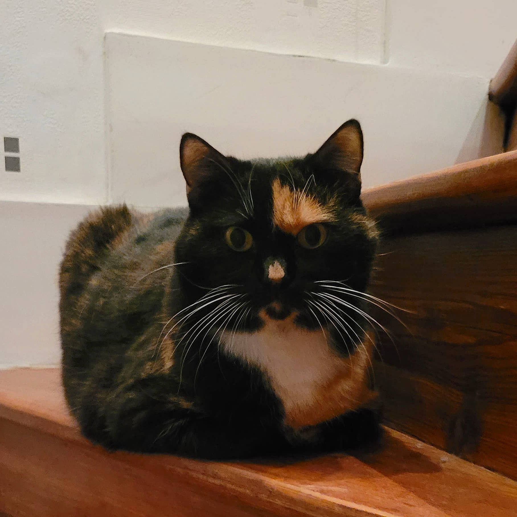 Passoi a rejoint le concours — aidez-le/la à gagner de superbes lots ! carnivore, cat, comfort, domestic_short_haired_cat, eye, felidae, flooring, fur, hardwood, head, paw, room, sitting, small_to_medium_sized_cats, snout, tail, whiskers, window, wood, wood_flooring