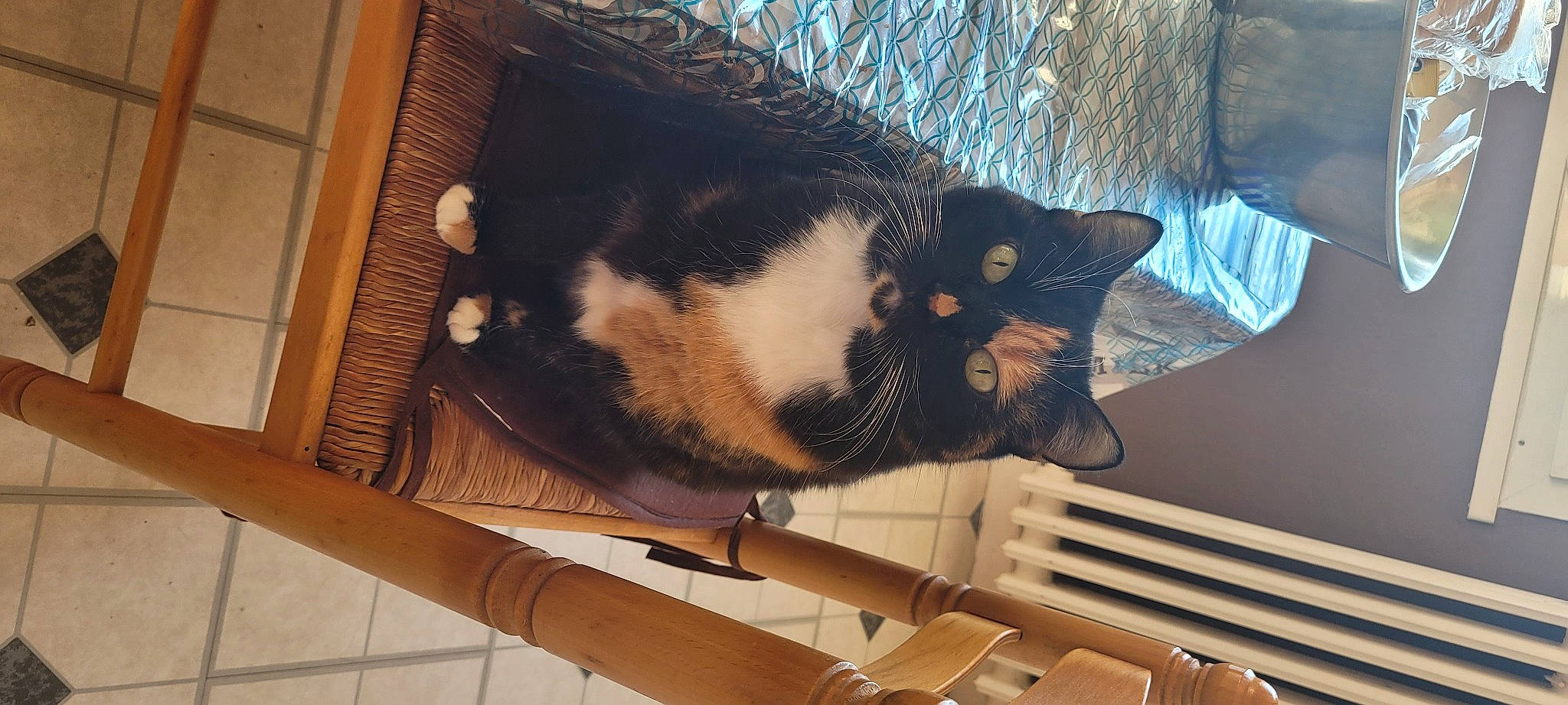 Passoi a rejoint le concours — aidez-le/la à gagner de superbes lots ! carnivore, cat, claw, comfort, domestic_short_haired_cat, felidae, foot, fur, hardwood, nap, small_to_medium_sized_cats, snout, tail, terrestrial_animal, tree, whiskers, wood