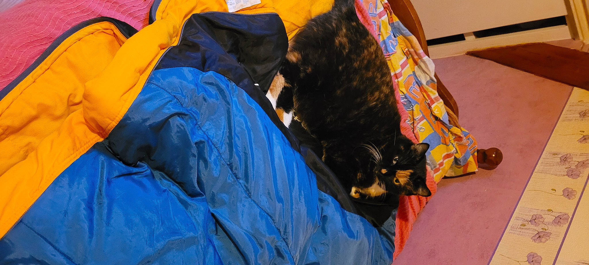 Passoi participe au concours pour gagner de l'argent avec cette photo : bag, canidae, carnivore, cat, comfort, companion_dog, dog_breed, domestic_short_haired_cat, electric_blue, felidae, fur, hiking_equipment, personal_protective_equipment, room, sleeping_bag, small_to_medium_sized_cats, sporting_group, tail, whiskers, windbreaker