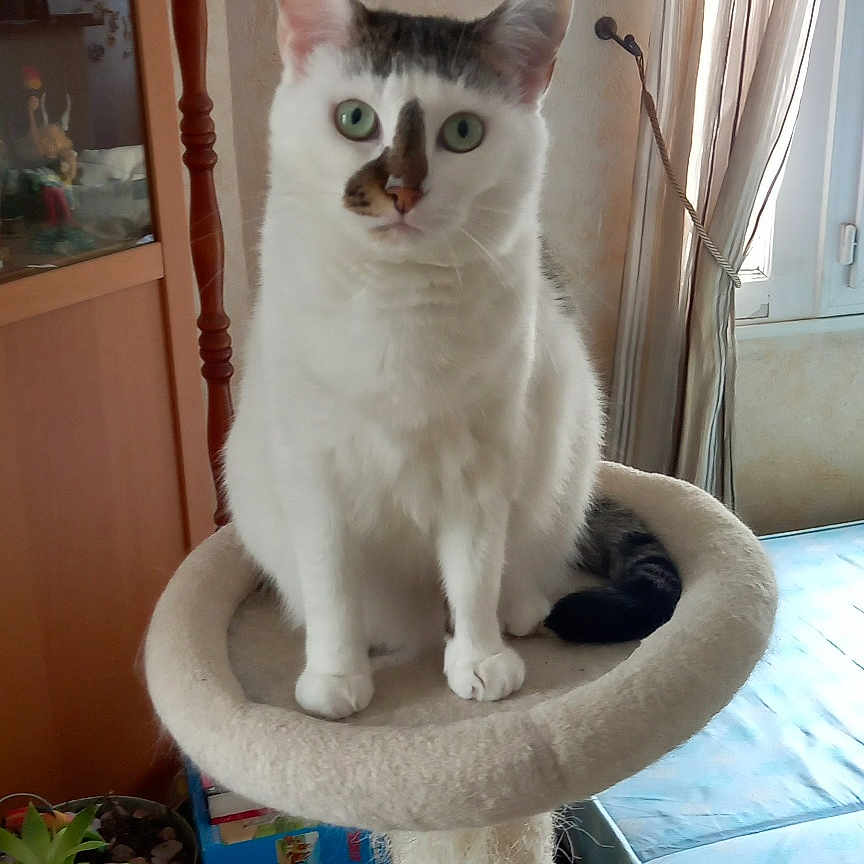 Malcolm a rejoint le concours — aidez-le/la à gagner de superbes lots ! cat, cat_tree, cozy, curious, curtains, domestic_cat, eye_contact, feline, furniture, green_eyes, houseplant, indoor, living_room, mattress, pet, plant, sitting, tabby_cat, white_cat, window