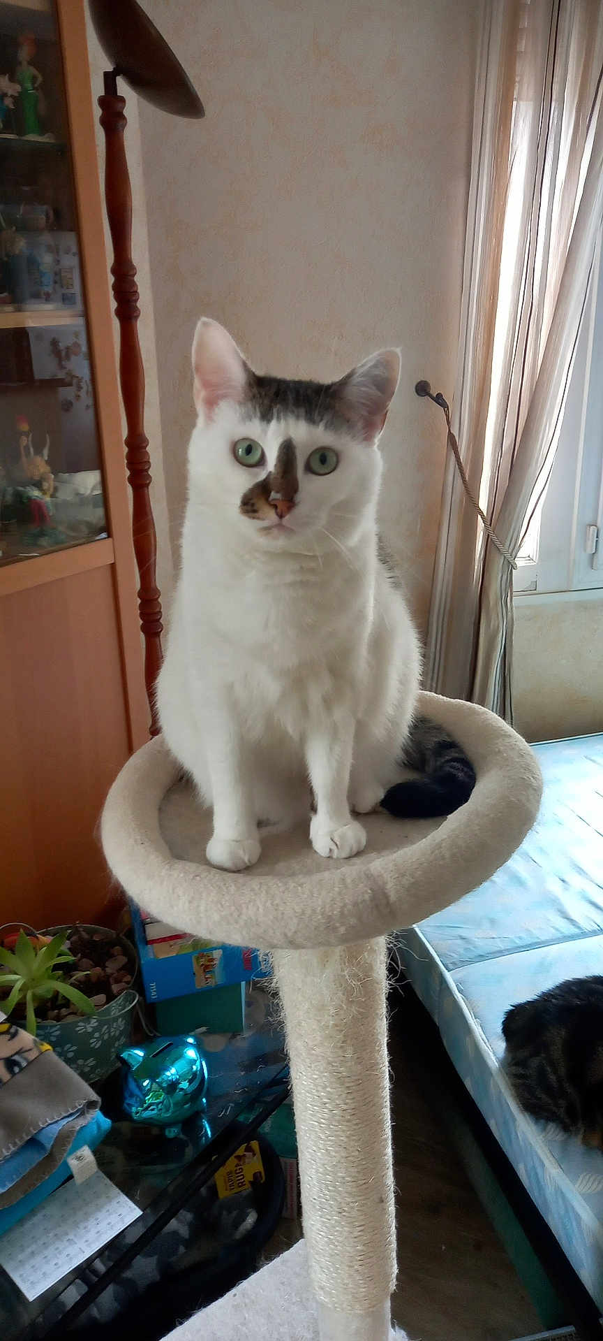 Malcolm a rejoint le concours — aidez-le/la à gagner de superbes lots ! cat, cat_tree, green_eyes, indoor, furniture, plant, mattress, curtains, window, houseplant, pet, domestic_cat, tabby_cat, white_cat, cozy, living_room, curious, sitting, feline, eye_contact
