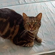 Malcolm participe au concours pour gagner de l'argent avec cette photo : cat, tabby, green_eyes, mattress, indoor, pet, feline, curious, looking, patterned, striped, whiskers, ears, paws, floor, clutter, box, plastic, household_items, room