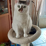 Shogun participe au concours pour gagner de l'argent avec cette photo : cat, cat_tree, green_eyes, indoor, furniture, plant, mattress, curtains, window, houseplant, pet, domestic_cat, tabby_cat, white_cat, cozy, living_room, curious, sitting, feline, eye_contact