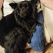 Pablo a rejoint le concours — aidez-le/la à gagner de superbes lots ! dog, black_dog, pet, lap, person, blue_pants, white_sock, slippers, couch, indoor, floor_tiles, fur, sitting, relaxed, comfort, looking, animal, domestic, companion, home