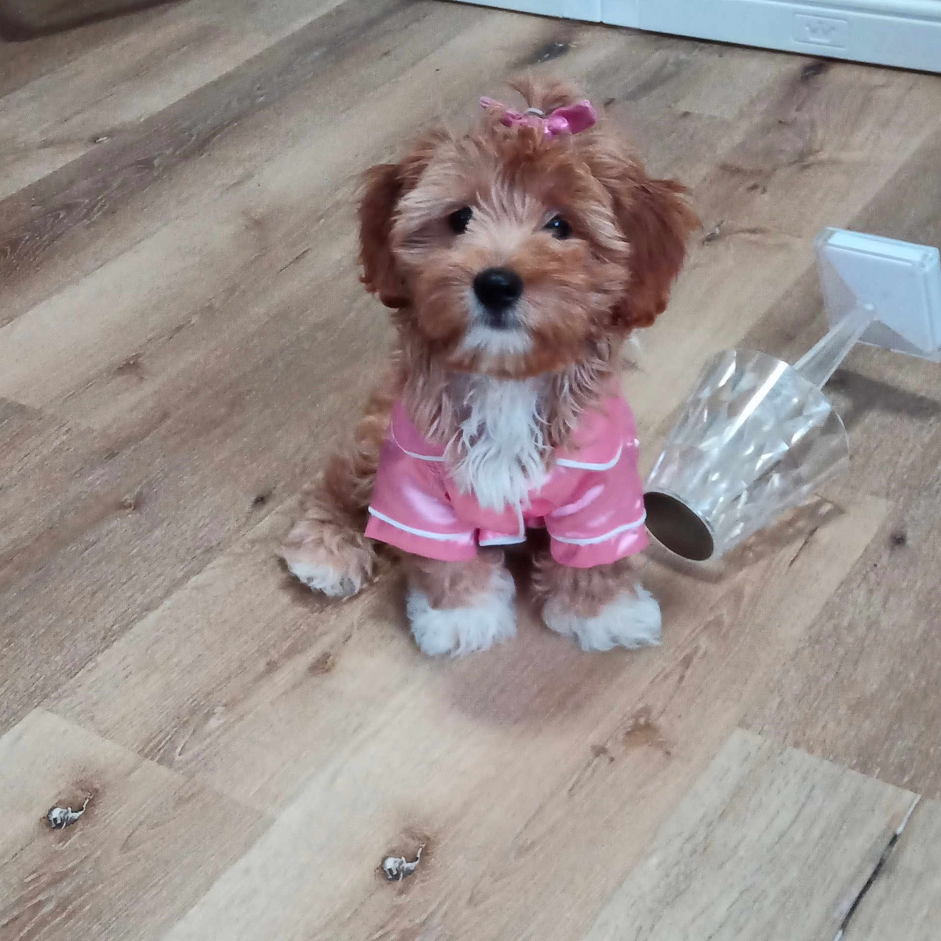 Rosa Louise Barks is registered to the contest to win money with this photo: dog, puppy, pink_clothing, bow, fluffy, wooden_floor, indoor, cute, small_dog, sitting, pet, adorable, fur, domestic_animal, playful, animal, young_dog, canine, floor, glass