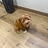 Rosa Louise Barks joined the competition — help win amazing prizes! dog, puppy, brown_hoodie, indoor, wooden_floor, curious, small_dog, fluffy, pet, adorable, sitting, looking_up, cozy, cute, household, flooring, companion, domestic_animal, young_dog, fur