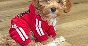 Rosa Louise Barks joined the competition — help win amazing prizes! puppy, dog, red_tracksuit, pet_clothing, indoor, wooden_floor, pet_gate, crate, fluffy, cute, small_dog, sitting, fur, cozy, domestic, animal, young_dog, relaxed, adorable, pet