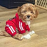puppy, dog, red_tracksuit, pet_clothing, indoor, wooden_floor, pet_gate, crate, fluffy, cute, small_dog, sitting, fur, cozy, domestic, animal, young_dog, relaxed, adorable, pet