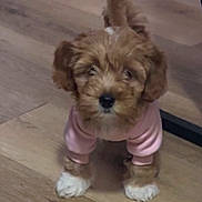 Rosa Louise Barks is registered to the contest to win money with this photo: puppy, dog, pink_sweater, wooden_floor, cute, fluffy, pet, indoor, small_dog, fur, animal, adorable, standing, brown_fur, white_paws, young_dog, domestic, companion, curious, canine