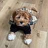 Rosa Louise Barks joined the competition — help win amazing prizes! puppy, dog, pet, floor, wooden_floor, plaid, clothing, fluffy, cute, small_dog, brown_dog, white_paws, indoor, lying_down, looking_up, adorable, fur, animal, young_dog, portrait