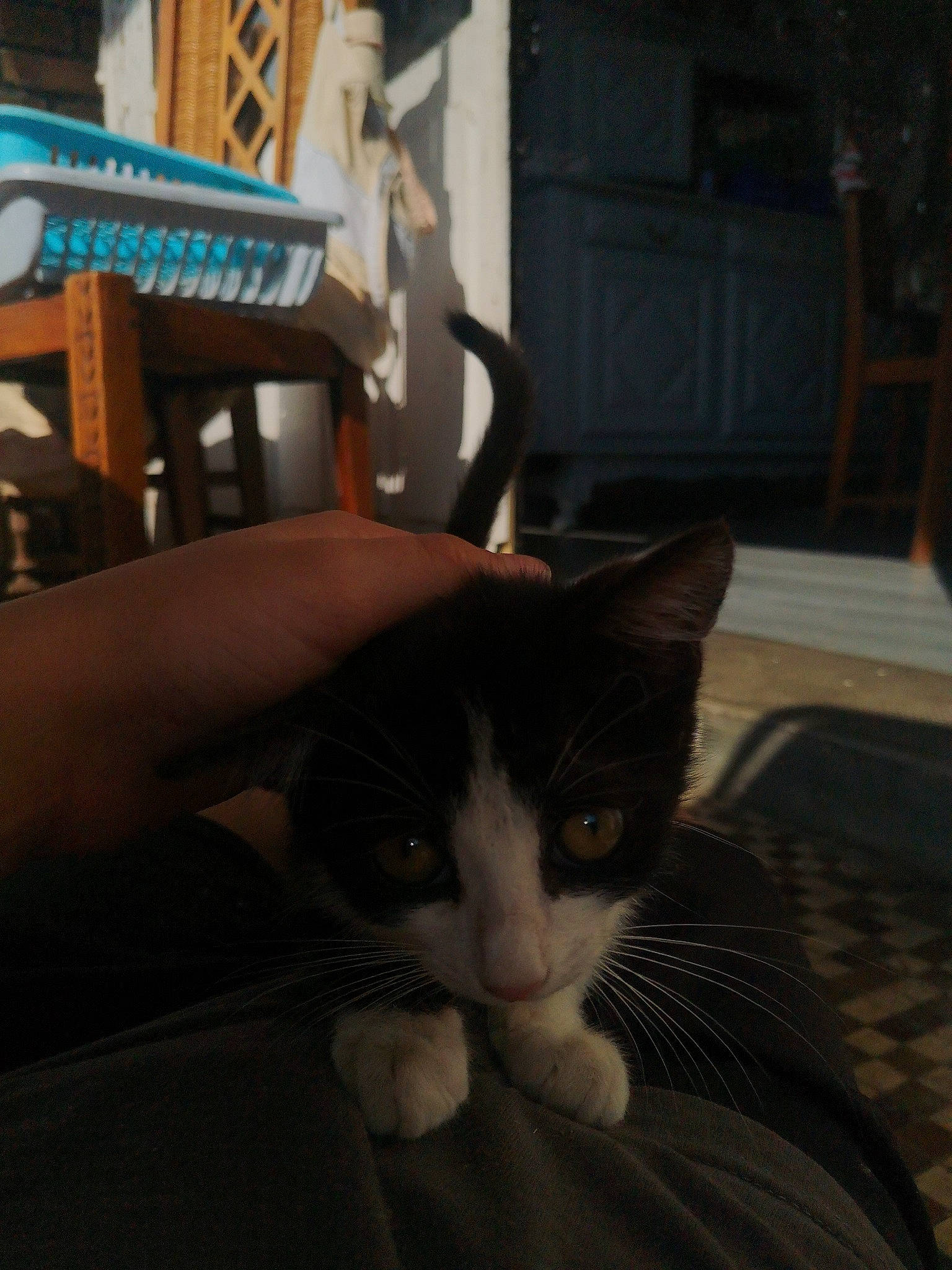 Paolo participe au concours pour gagner de l'argent avec cette photo : aegean_cat, asian, carnivore, cat, chair, domestic_short_haired_cat, european_shorthair, eye, felidae, fur, kitten, polydactyl_cat, small_to_medium_sized_cats, snapshot, whiskers, window