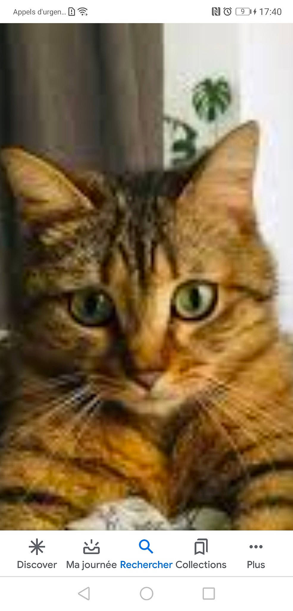 Rose a rejoint le concours — aidez-le/la à gagner de superbes lots ! american_shorthair, american_wirehair, asian, australian_mist, bengal, california_spangled, carnivore, cat, domestic_short_haired_cat, dragon_li, european_shorthair, felidae, kitten, mammal, pixie_bob, small_to_medium_sized_cats, tabby_cat, toyger, vertebrate, whiskers