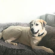 Beau joined the competition — help win amazing prizes! dog, pet, dog_bed, pillow, fan, indoor, relaxed, light_fur, collar, resting, comfort, home, animal, mammal, canine, furniture, cozy, laying_down, domestic_animal, quiet