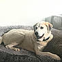 dog, pet, dog_bed, pillow, fan, indoor, relaxed, light_fur, collar, resting, comfort, home, animal, mammal, canine, furniture, cozy, laying_down, domestic_animal, quiet