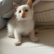 Tom is registered to the contest to win money with this photo: animal, cat, curious, cushion, cute, domestic, ears, feline, fluffy, fur, indoor, kitten, mattress, paws, pet, sitting, small, soft, whiskers, young