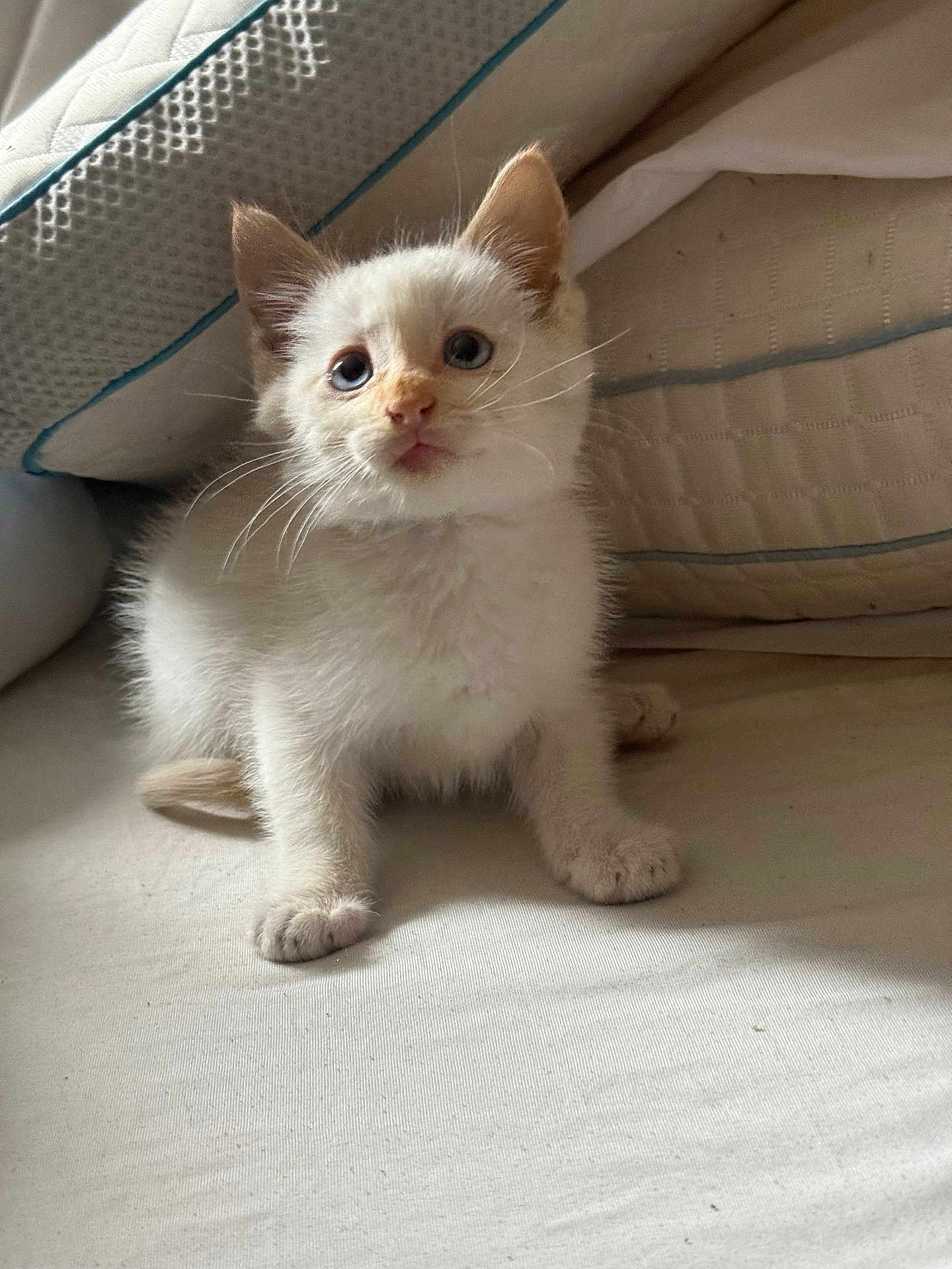 Tom