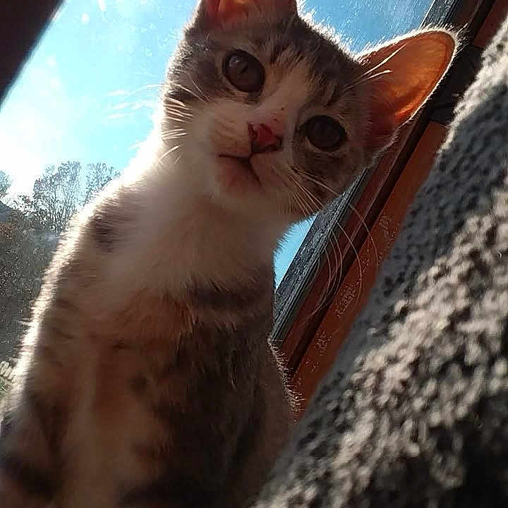Judith