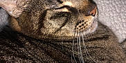 Tye And Frydaddy is registered to the contest to win money with this photo: cat, tabby_cat, sleeping, close_up, whiskers, fur, pet, animal, cozy, blanket, resting, face, ears, domestic_cat, cute, feline, soft, texture, indoor, nap