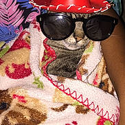Tye And Frydaddy joined the competition — help win amazing prizes! cat, blanket, sunglasses, hat, sombrero, pet, animal, indoor, cozy, wrapped, cute, tabby, feline, accessory, pattern, colorful, resting, portrait, funny, casual