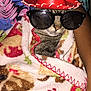 cat, blanket, sunglasses, hat, sombrero, pet, animal, indoor, cozy, wrapped, cute, tabby, feline, accessory, pattern, colorful, resting, portrait, funny, casual