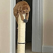 Mick is registered to the contest to win money with this photo: cat, orange_tabby, scratching_post, toy, indoor, carpet, doorway, playful, pet, feline, climbing, curious, animal, home, vertical, paws, fur, whiskers, ears, focused