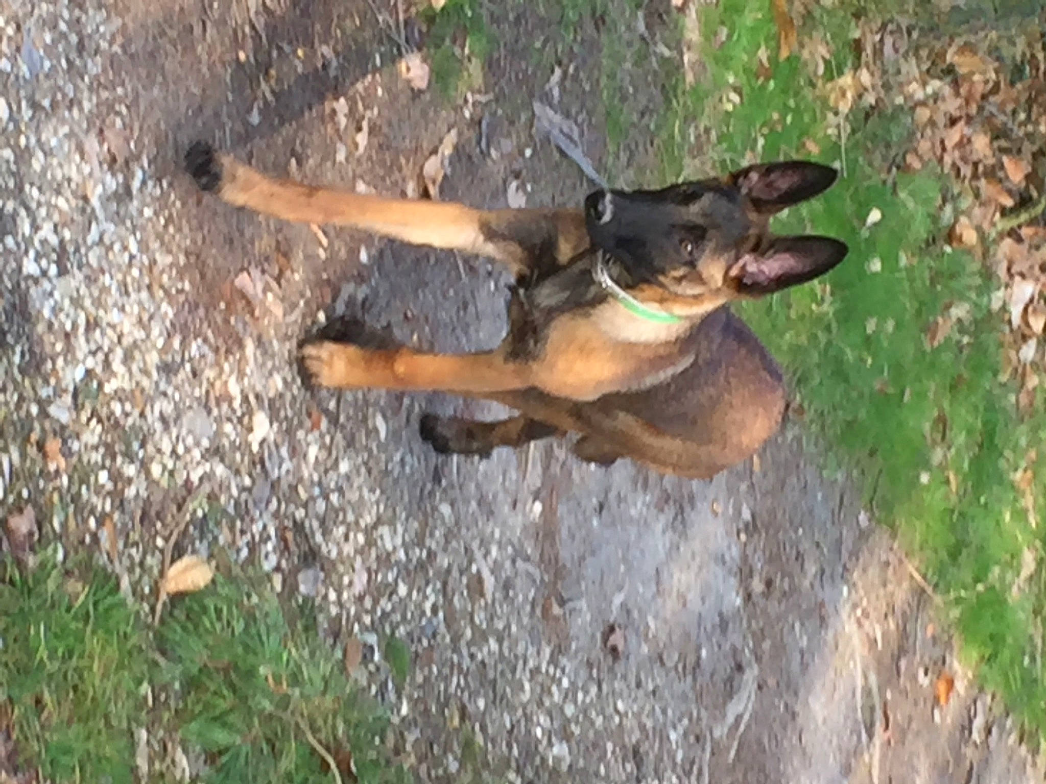 Tiyi a rejoint le concours — aidez-le/la à gagner de superbes lots ! canidae, carnivore, companion_dog, dog, dog_breed, east_european_shepherd, grass, guard_dog, hunting_dog, plant, snout, soil, street_dog, tail, terrestrial_animal, working_animal, working_dog