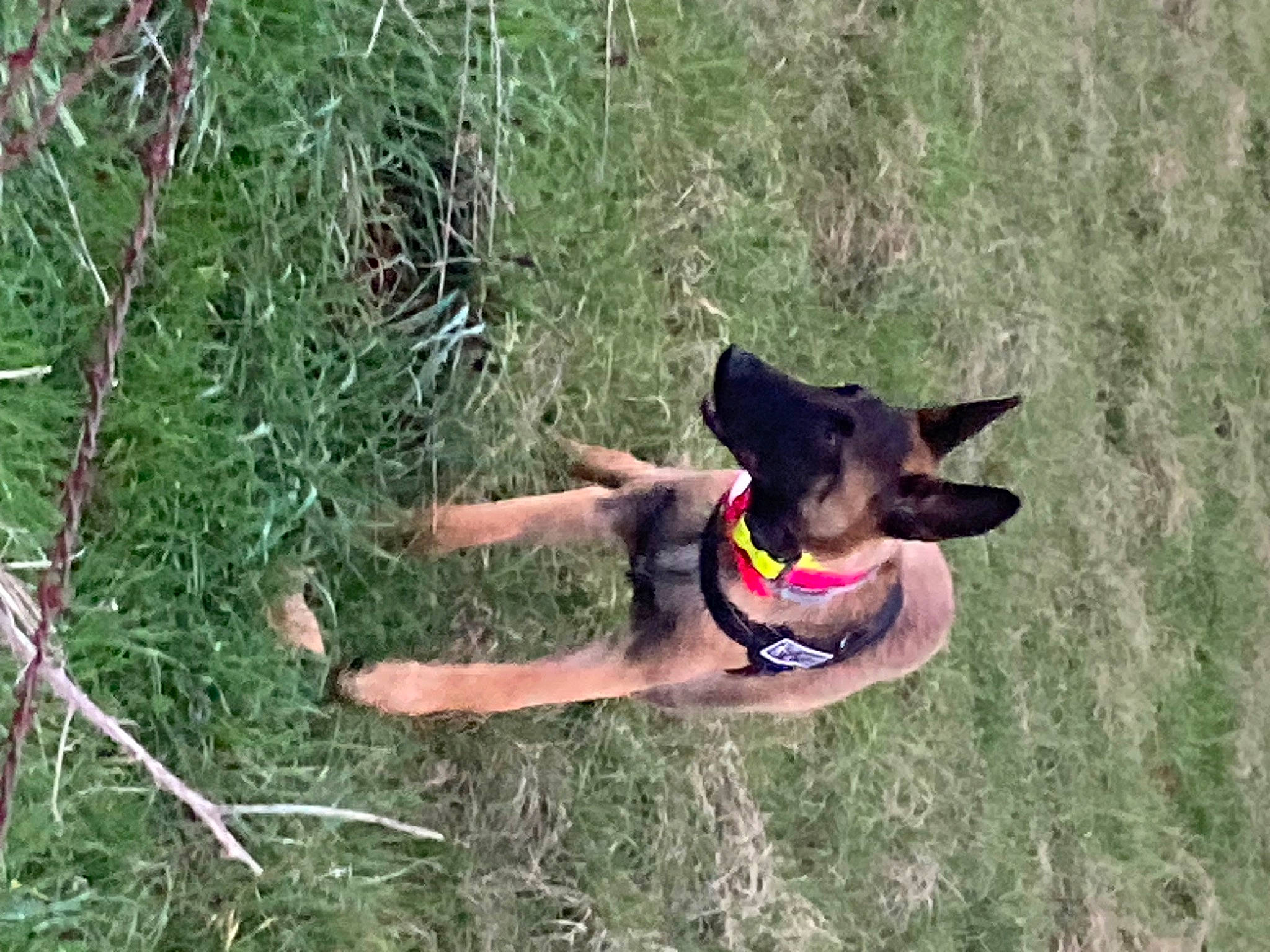 Tiyi a rejoint le concours — aidez-le/la à gagner de superbes lots ! canidae, carnivore, collar, companion_dog, dog, dog_breed, dog_collar, dog_supply, fawn, fun, grass, herding_dog, leisure, pet_supply, plant, recreation, sporting_group, tail, working_animal, working_dog