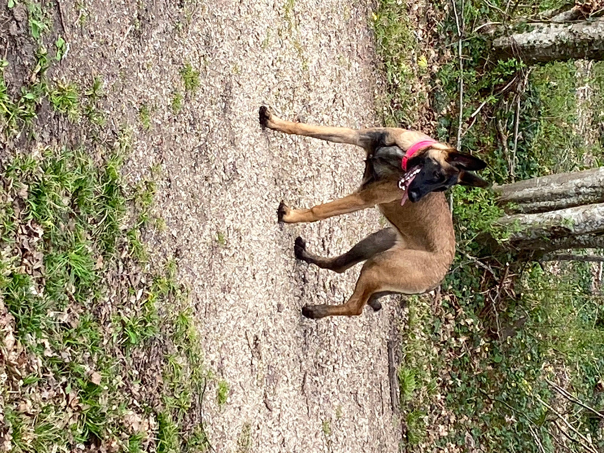 Tiyi participe au concours pour gagner de l'argent avec cette photo : adventure, canidae, carnivore, dog, dog_breed, fawn, fun, grass, groundcover, landscape, leisure, people_in_nature, plant, recreation, soil, sporting_group, tail, tree, trunk, working_animal