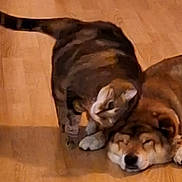 Patchi a rejoint le concours — aidez-le/la à gagner de superbes lots ! cat, dog, sleeping, tabby_cat, pet, indoor, floor, feline, canine, curious, resting, companions, warm_colors, blurred, soft_focus, animal, cozy, peaceful, friendship, closeup