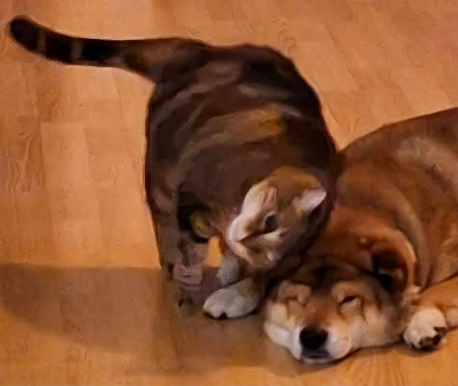 Patchi a rejoint le concours — aidez-le/la à gagner de superbes lots ! cat, dog, sleeping, tabby_cat, pet, indoor, floor, feline, canine, curious, resting, companions, warm_colors, blurred, soft_focus, animal, cozy, peaceful, friendship, closeup