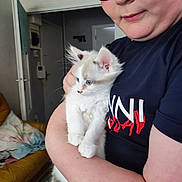 Tiplouf participe au concours pour gagner de l'argent avec cette photo : arm, blanket, blue_eyes, cat, couch, cozy, curiosity, cute, door, face, furniture, glasses, holding, home, indoor, kitten, person, pet, shirt, wall