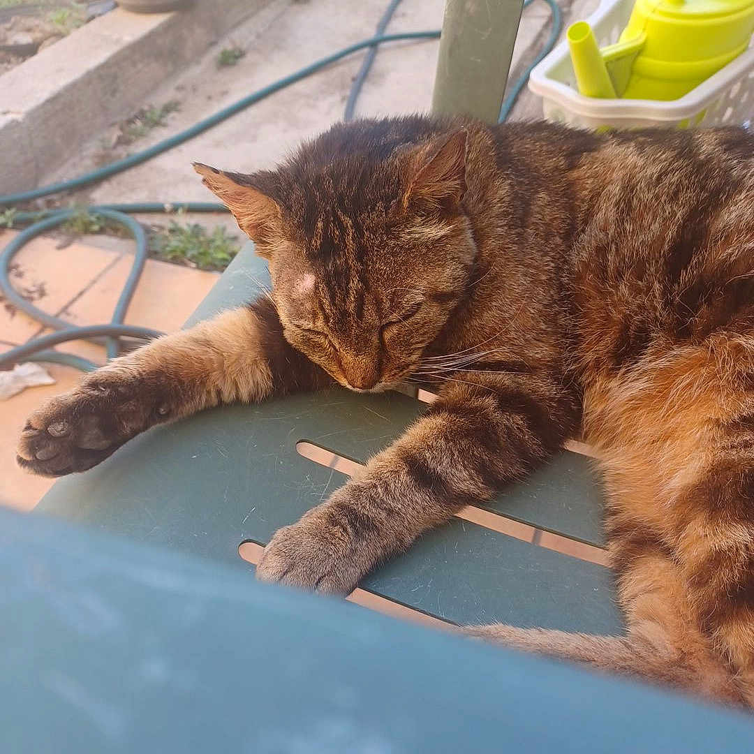 Mimi