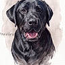 animal, art, background, black_dog, canine, dog, face, fur, happy, head, illustration, mouth_open, painting, pet, portrait, smiling, text_overlay, tongue, watercolor, watermark