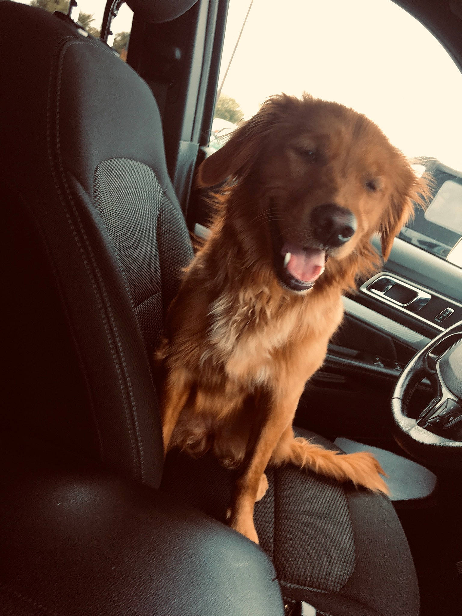 Summer is registered to the contest to win money with this photo: canidae, car, car_seat, carnivore, companion_dog, dog, dog_breed, mammal, spaniel, sporting_group, vehicle