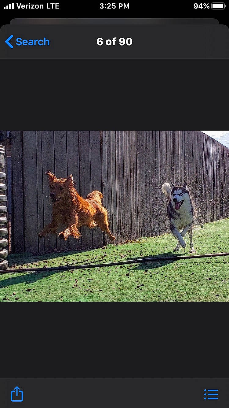 Summer is registered to the contest to win money with this photo: adaptation, canidae, carnivore, golden_retriever, grass, photo_caption, photography, screenshot, sky, sporting_group, text