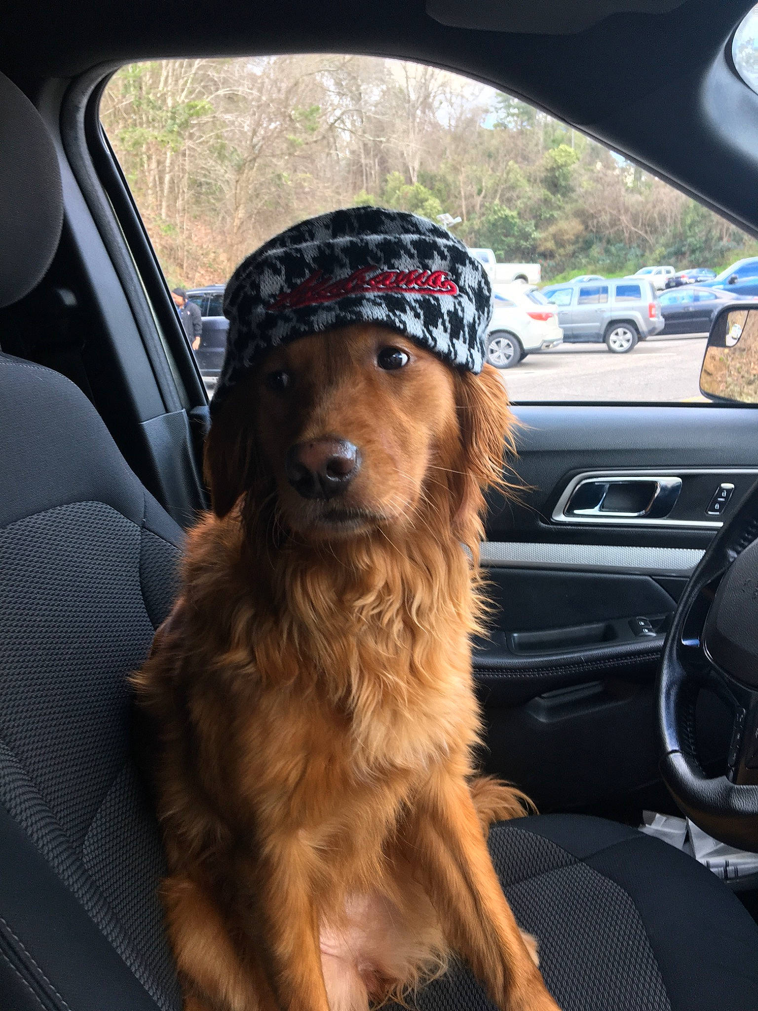 Summer joined the competition — help win amazing prizes! auto_part, canidae, car, car_seat, carnivore, companion_dog, dog, dog_breed, mammal, seat_belt, sporting_group, steering_wheel, vehicle, vehicle_door