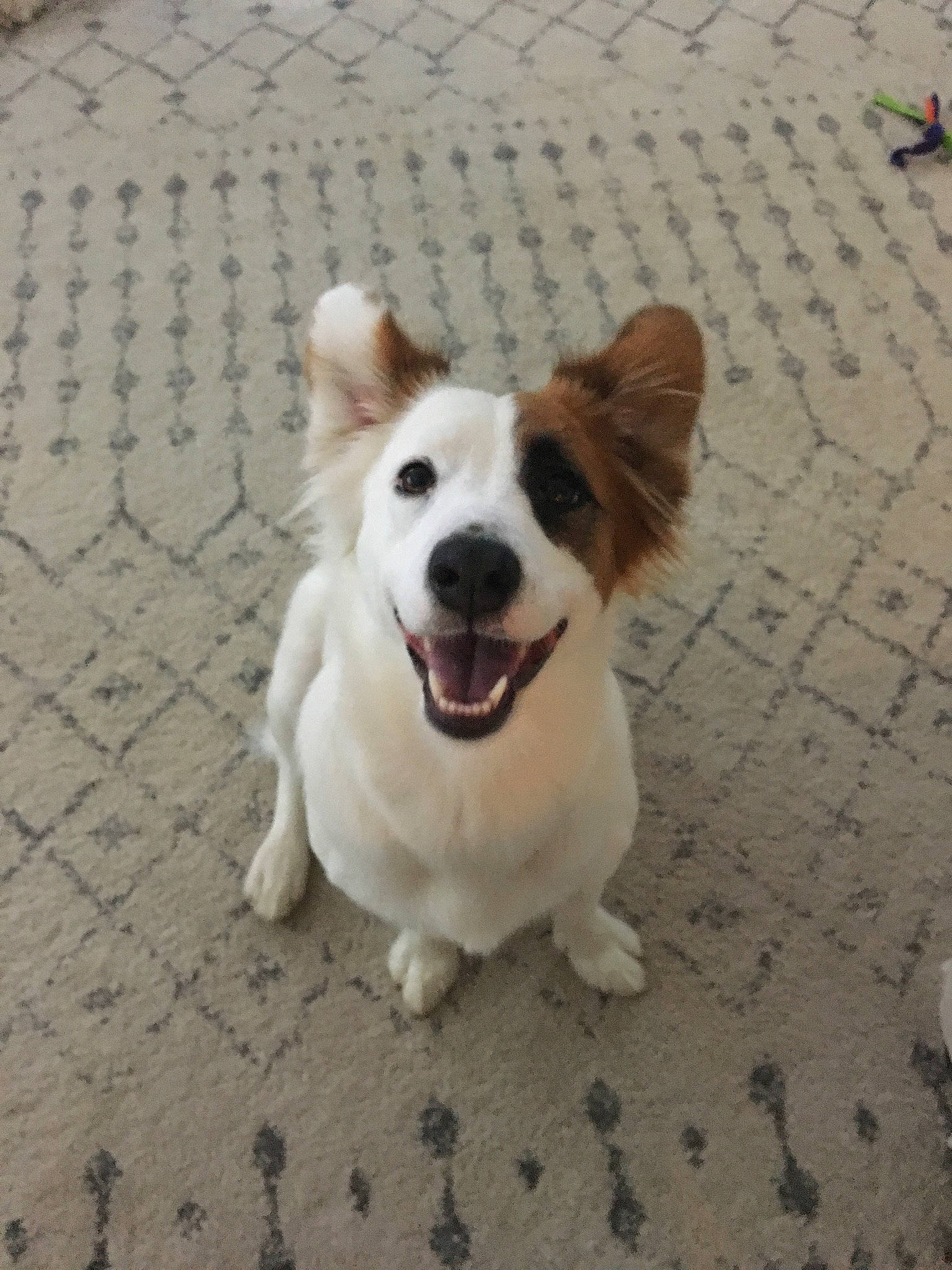 Holly joined the competition — help win amazing prizes! canidae, cardigan_welsh_corgi, carnivore, companion_dog, corgi_chihuahua, dog, dog_breed, ear, fawn, mammal, norrbottenspets, nose, pembroke_welsh_corgi, puppy, street_dog, vertebrate, welsh_corgi