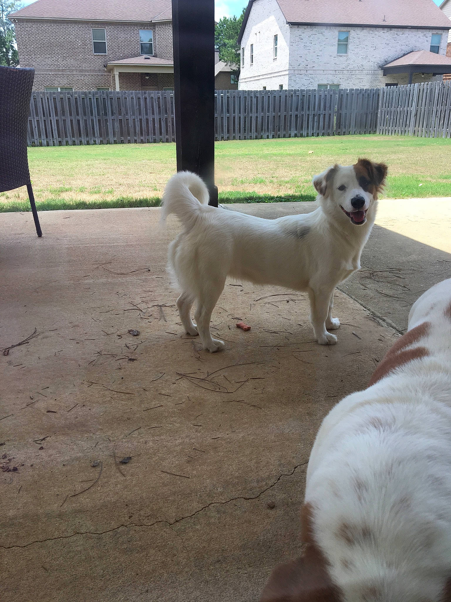 Holly is registered to the contest to win money with this photo: canidae, carnivore, companion_dog, dog, dog_breed, fawn, kintamani, korean_jindo_dog, mammal, pungsan_dog, rare_breed_dog, sporting_group, tail, vertebrate