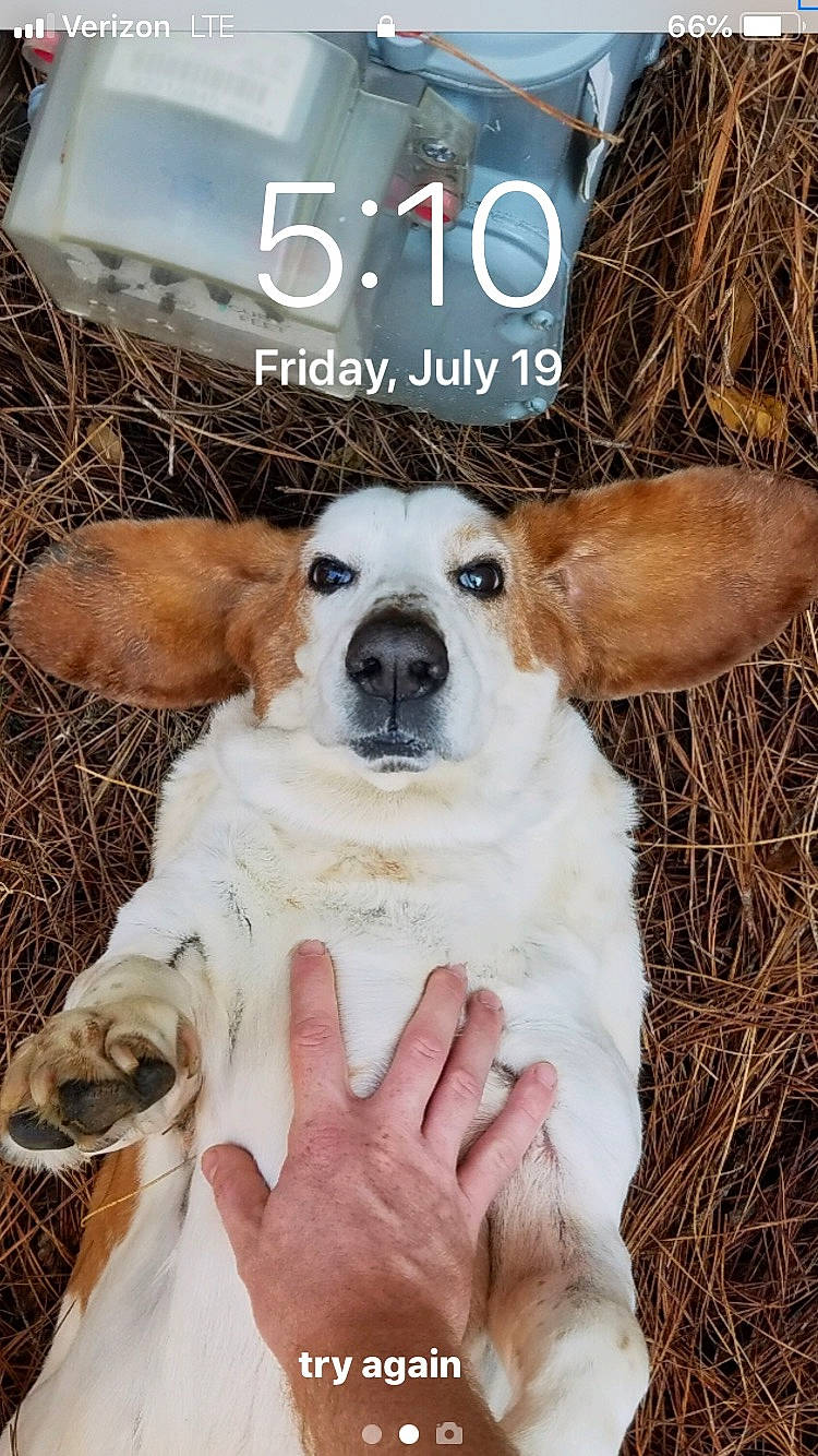 Floppy is registered to the contest to win money with this photo: adaptation, canidae, carnivore, companion_dog, dog, dog_breed, ear, fawn, mammal, pembroke_welsh_corgi, photo_caption, puppy, rabbit, wildlife